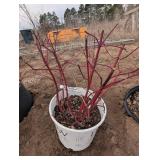 Red Twig Dogwood