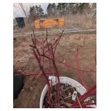 Red Twig Dogwood