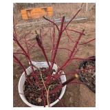 Red Twig Dogwood