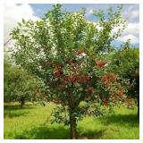 North Star Cherry tree