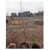 North Star Cherry tree