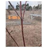 North Star Cherry tree