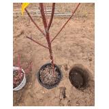 North Star Cherry tree