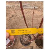 North Star Cherry tree