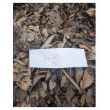 North Star Cherry tree