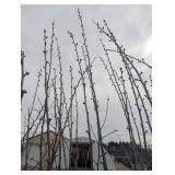 Toka Plum Tree