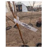 Centennial Crabapple Sapling (qty 1)