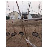 Centennial Crabapple Sapling (qty 1)