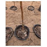 Centennial Crabapple Sapling (qty 1)