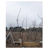 Bailey Nurseries Liberty Apple Tree (qty 1 )