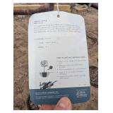 Bailey Nurseries Liberty Apple Tree (qty 1 )