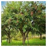 Bailey Nurseries Liberty Apple Tree (qty 1 )