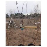 Bailey Nurseries Liberty Apple Tree (qty 1 )