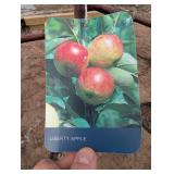 Bailey Nurseries Liberty Apple Tree (qty 1 )