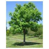 Golden Spice Pear Tree