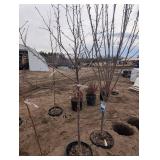 Golden Spice Pear Tree