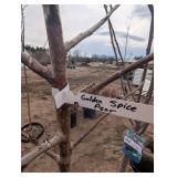 Golden Spice Pear Tree