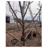 Golden Spice Pear Tree