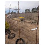 Centennial Crabapple Tree (qty 1)