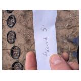 Centennial Crabapple Tree (qty 1)