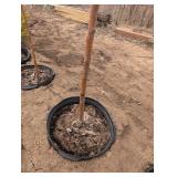 Centennial Crabapple Tree (qty 1)