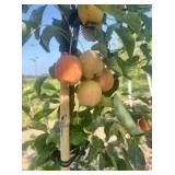 Centennial Crabapple Tree (qty 1)