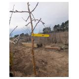 Centennial Crabapple Tree (qty 1)