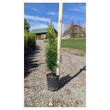 Emerald Green Arborvitae 2