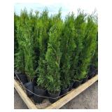 Emerald Green Arborvitae 2