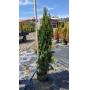 April Emerald Green Arborvitae Sale - 450 Trees