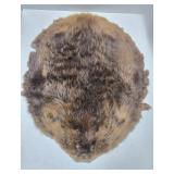 Nice Large Tanned Genuine Beaver Pelt