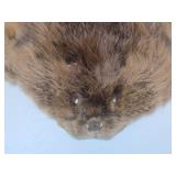 Nice Large Tanned Genuine Beaver Pelt