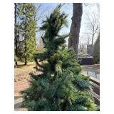 7 ft Artificial Christmas Tree with Stand & LED Light Sets & Holiday Decor