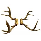 Whitetail Deer Antlers Pair - Natural Brown Tone, Large Beams