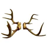 Whitetail Deer Antlers Pair - Natural Brown Tone, Large Beams