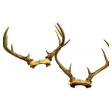 Whitetail Deer Antlers Pair - Natural Brown Tone, Large Beams