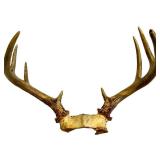 Whitetail Deer Antlers Pair - Natural Brown Tone, Large Beams