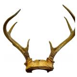 Whitetail Deer Antlers Pair - Natural Brown Tone, Large Beams