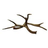 Deer Antler - Natural Multi-Tine Display Antler for Rustic Decor