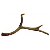 Deer Antler - Natural Multi-Tine Display Antler for Rustic Decor