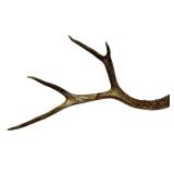 Deer Antler - Natural Multi-Tine Display Antler for Rustic Decor