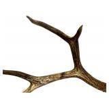Deer Antler - Natural Multi-Tine Display Antler for Rustic Decor