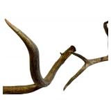 Deer Antler - Natural Multi-Tine Display Antler for Rustic Decor