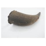Vintage Buffalo/Bison Horn