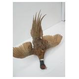 Vintage Pheasant Mount