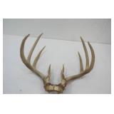 Deer Antlers