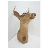 Vintage Buck Mount