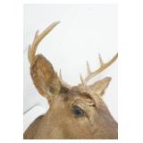 Vintage Buck Mount