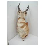 Vintage Antelope Mount