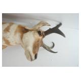 Vintage Antelope Mount